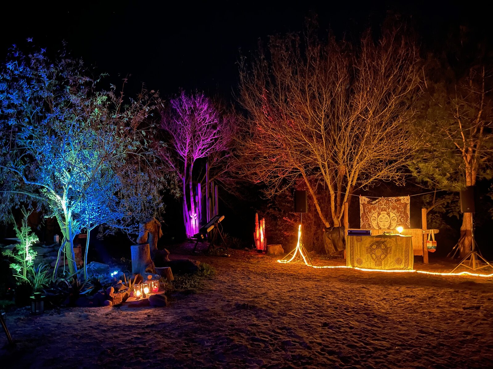 Winter garden with bare trees lit in colors